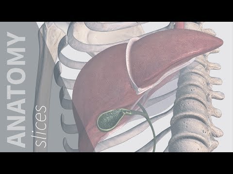 Referred Pain: Gallbladder | Anatomy Slices