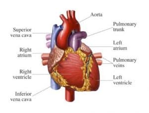 Heart Diagram