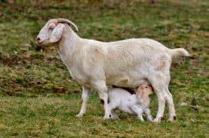 Goats, a baby and an adult