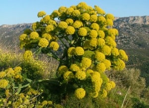 Asafoetida